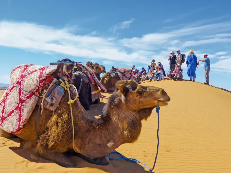 Eine Hauser-Reisegruppe pausiert beim Kameltrekking in Marokkos Sahara auf einer Sanddüne neben ihren ruhenden Kamelen.