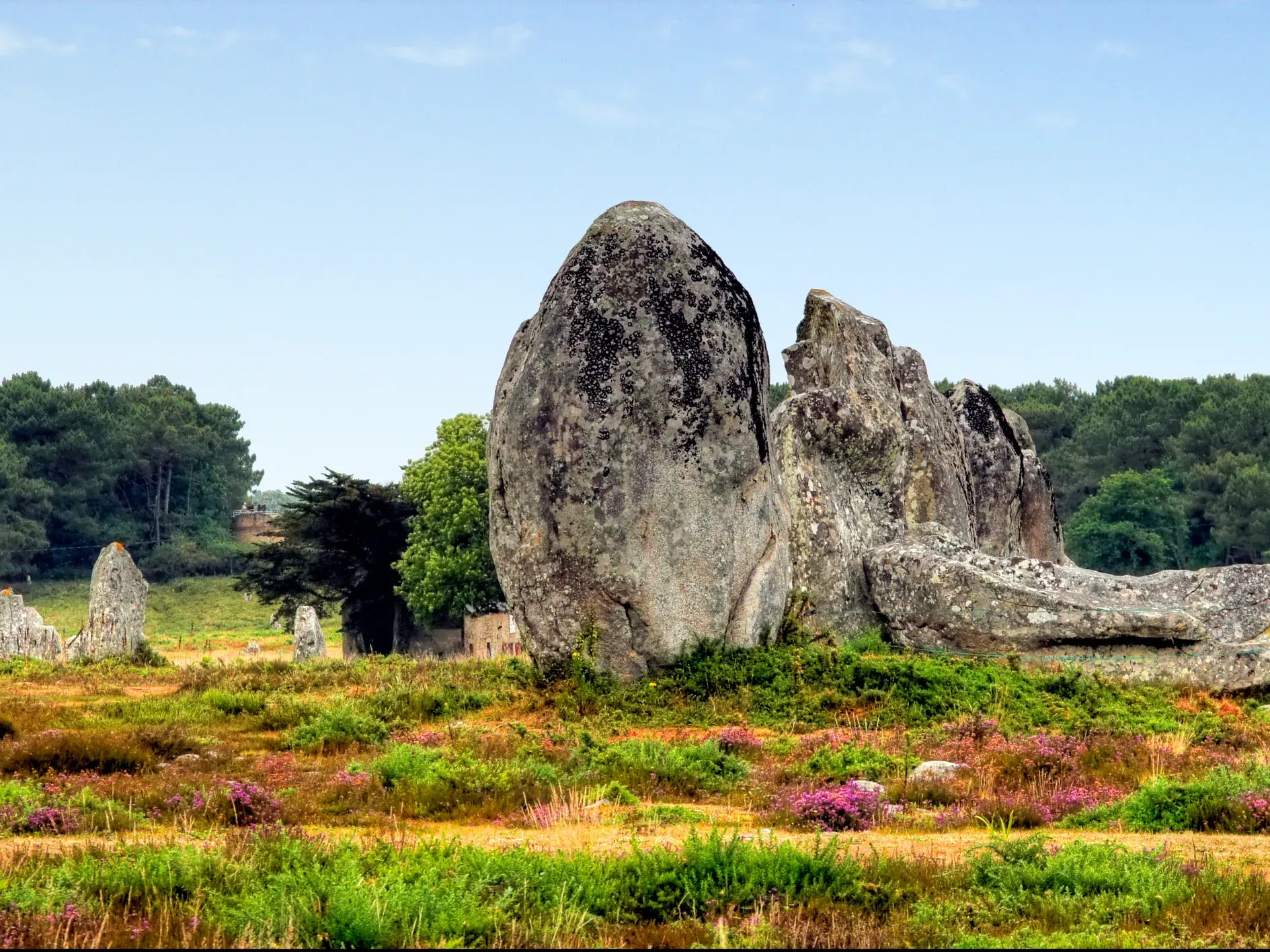 Imposante, bemooste Menhire der prähistorischen Stätte von Carnac in der Bretagne, umgeben von blühender Heidelandschaft.
