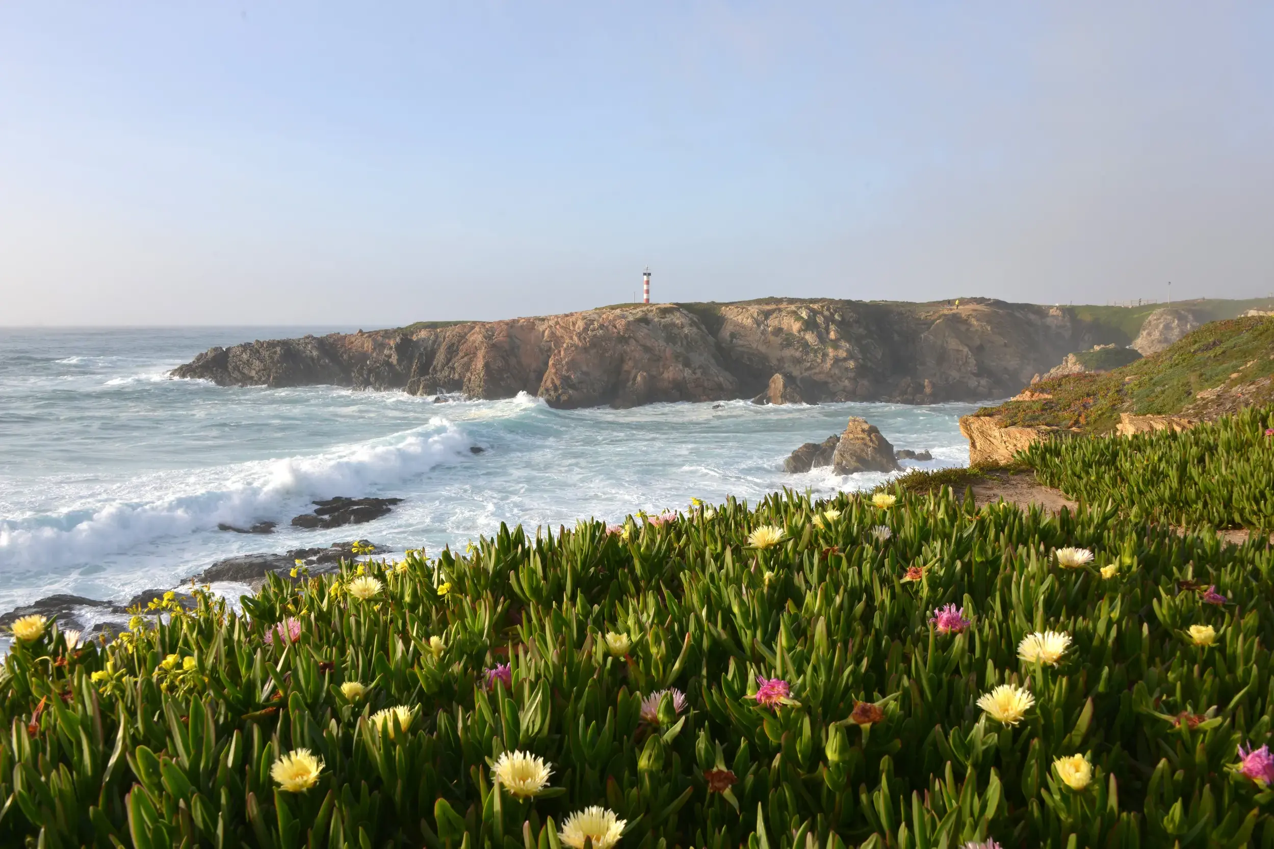 Blühende Mittagsblumen an der rauen Felsküste der Costa Vicentina mit dem Leuchtturm von Cabo Sardao und den Wellen des Atlantiks.