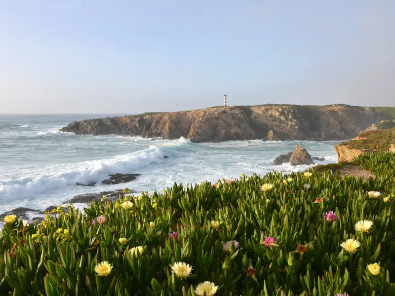 Blühende Mittagsblumen an der rauen Felsküste der Costa Vicentina mit dem Leuchtturm von Cabo Sardao und den Wellen des Atlantiks.
