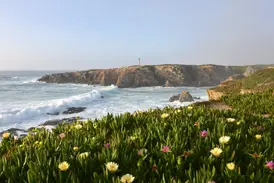 Blühende Mittagsblumen an der rauen Felsküste der Costa Vicentina mit dem Leuchtturm von Cabo Sardao und den Wellen des Atlantiks.