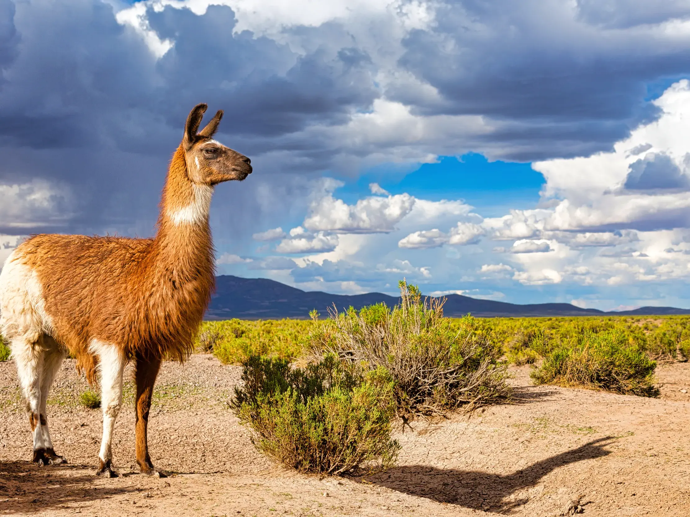 Ein braun-weißes Lama steht auf einer Studienreise im weiten Altiplano Boliviens unter einem dramatischen Wolkenhimmel.