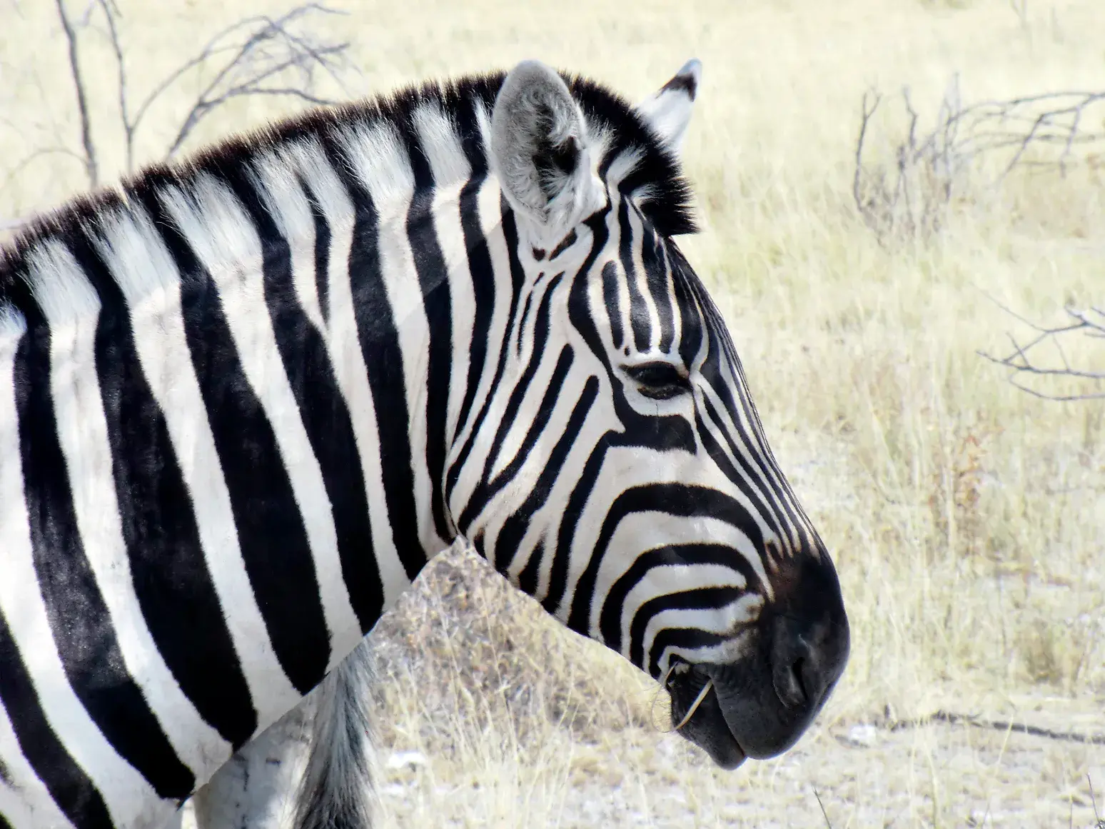 Nahaufnahme eines Zebras im Profil, das in der trockenen Savanne des Etosha Nationalparks während einer Trekkingreise grast.