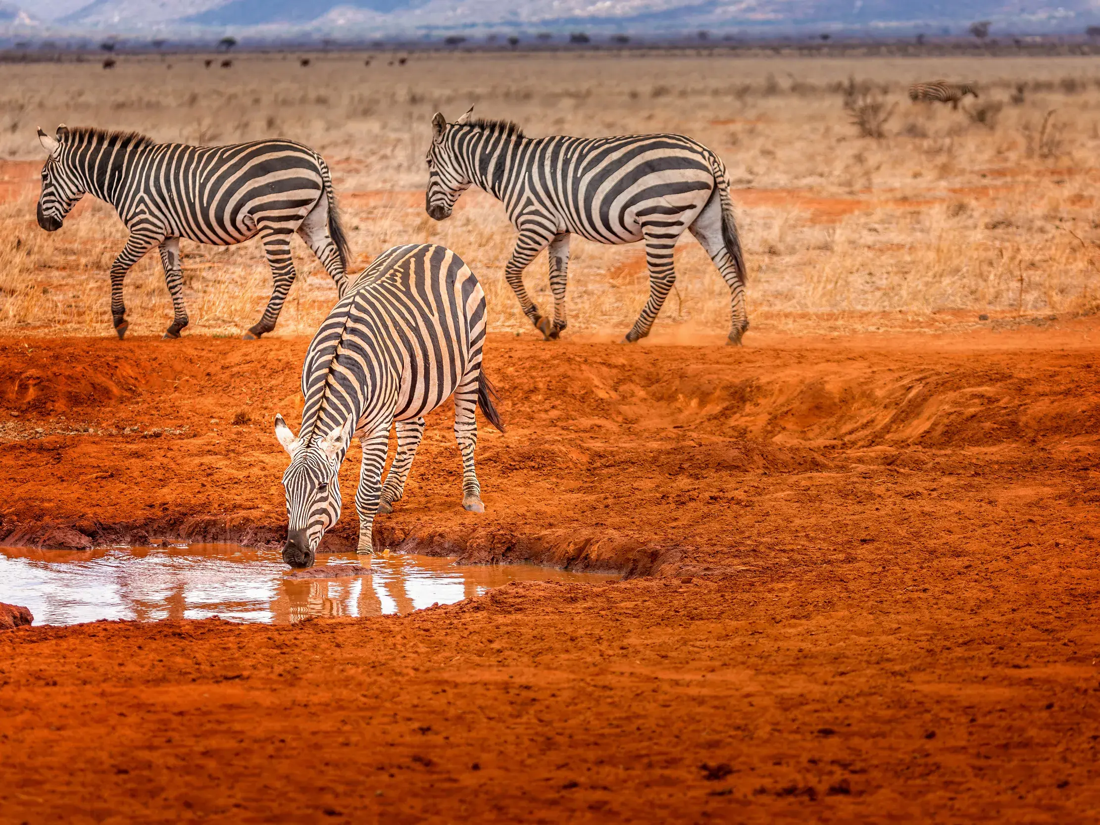 Drei Zebras in der weiten, roten Savanne des Tsavo-Ost-Nationalparks in Kenia, eines trinkt an einem Wasserloch.