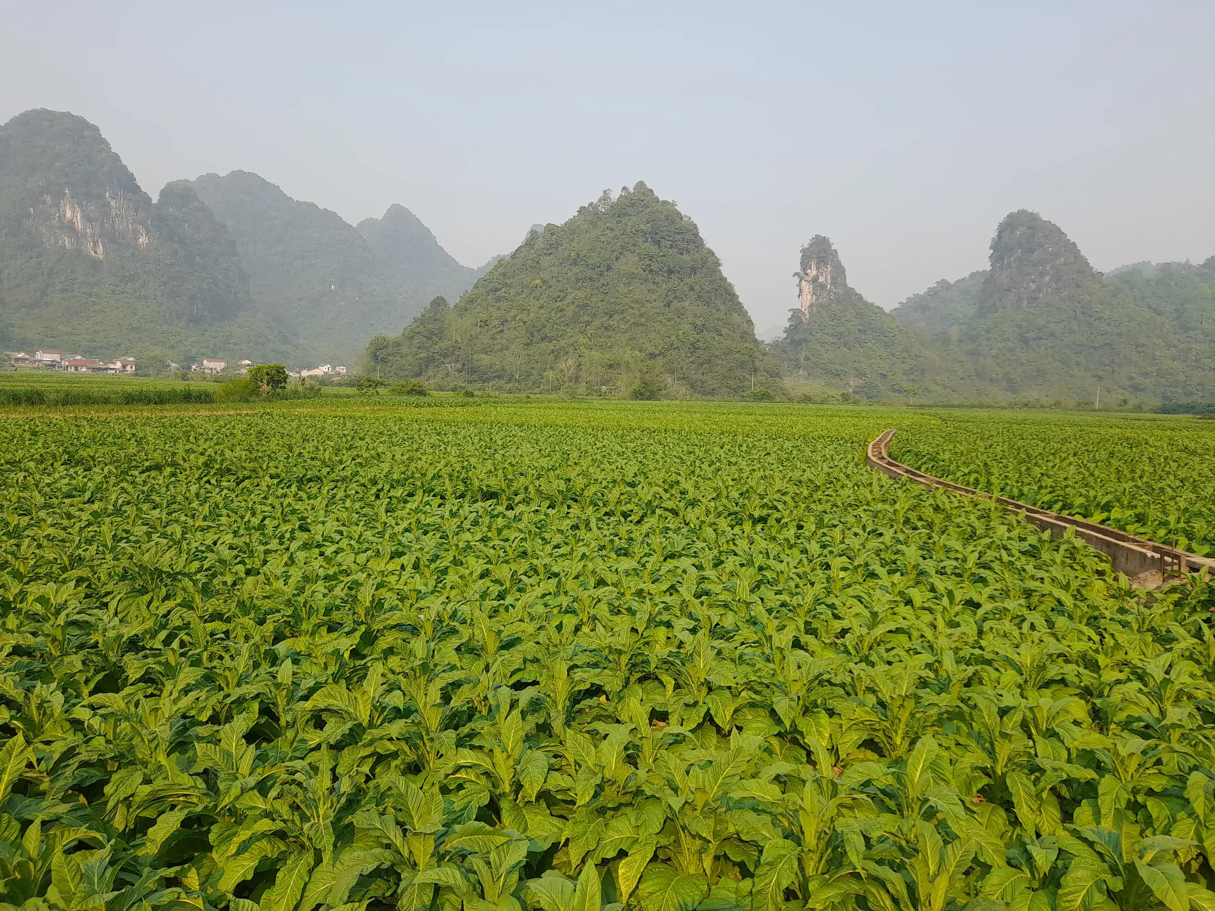 Wanderweg durch ein üppiges Tabakfeld im Tal von Po Tau mit Blick auf die Kalksteinformationen der Cao Bang Region in Vietnam.