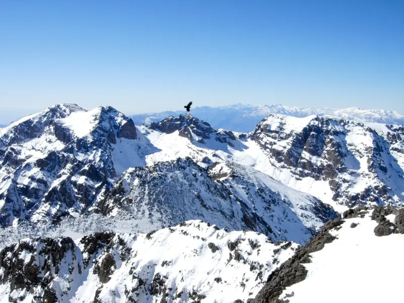 Panoramablick über die schneebedeckten Gipfel des Hohen Atlas in Marokko, ein Vogel fliegt am klaren, blauen Himmel.