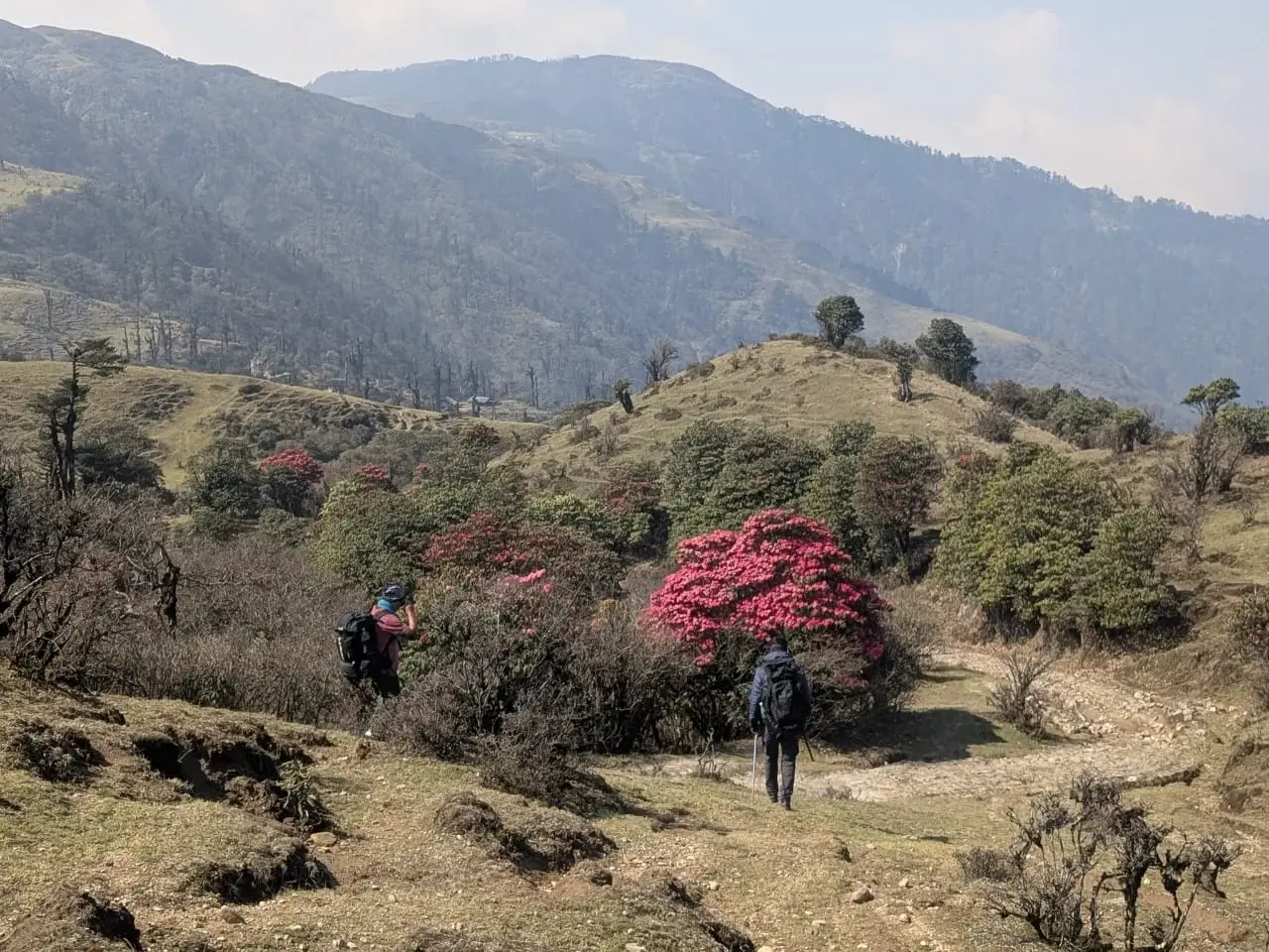 Zwei Wanderer mit Rucksäcken auf einem Pfad in einer hügeligen Berglandschaft mit blühenden rosa Rhododendron-Büschen.