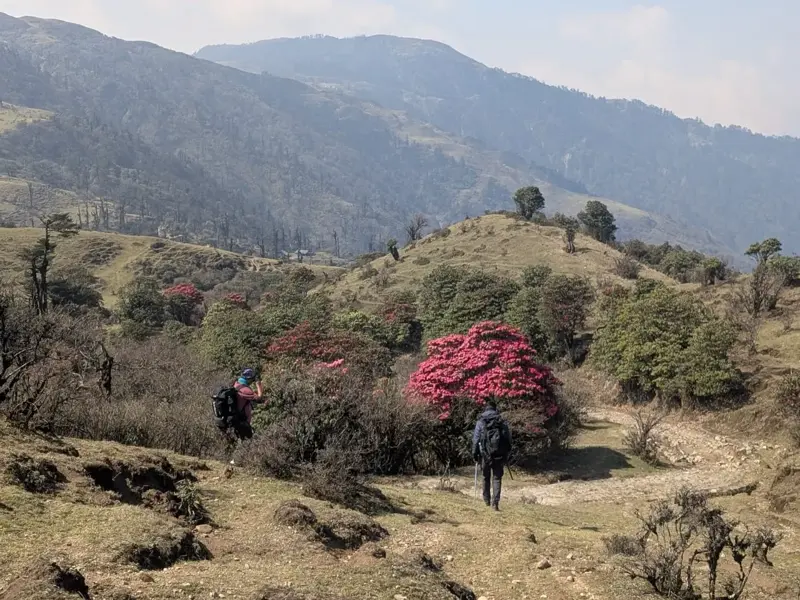 Zwei Wanderer mit Rucksäcken auf einem Pfad in einer hügeligen Berglandschaft mit blühenden rosa Rhododendron-Büschen.