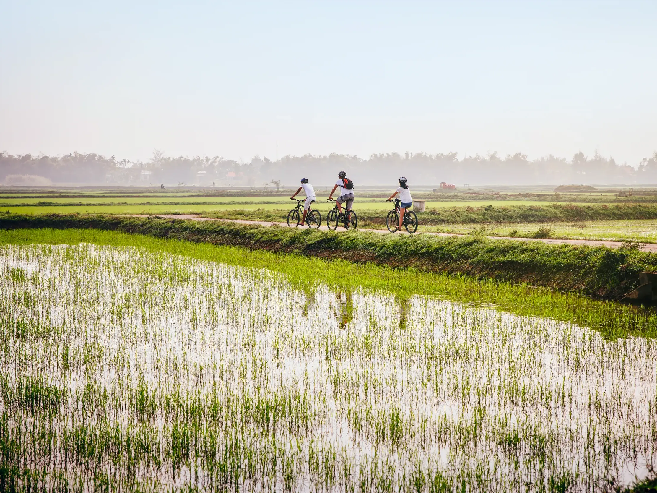 Drei junge Reisende erkunden auf einer Radtour die leuchtend grünen, nassen Reisfelder bei Hoi An in Vietnam.