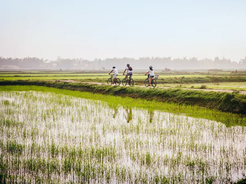 Drei junge Reisende erkunden auf einer Radtour die leuchtend grünen, nassen Reisfelder bei Hoi An in Vietnam.