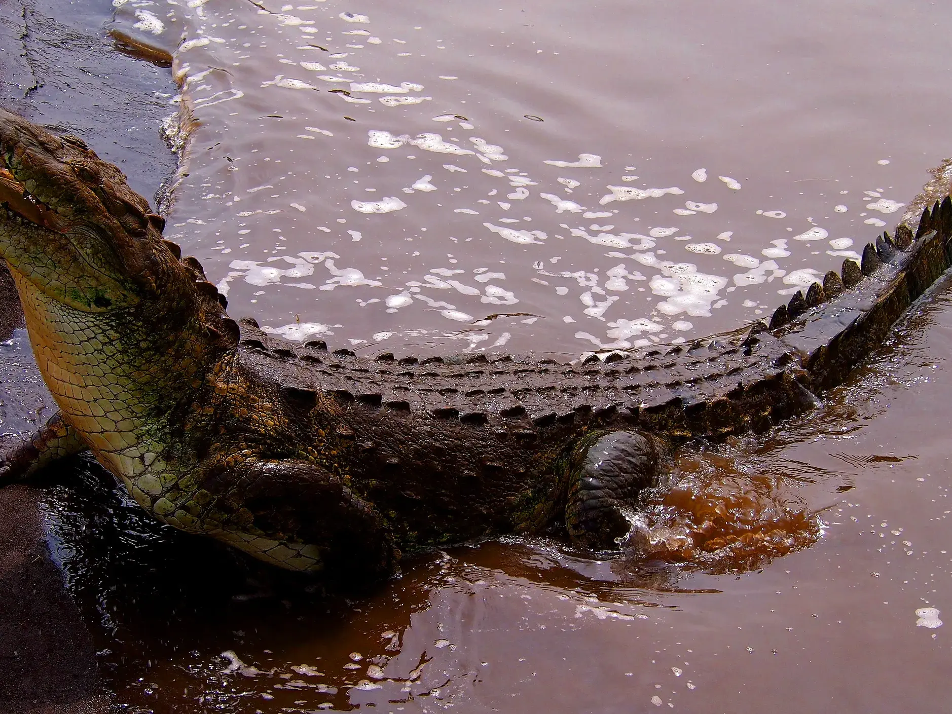 Ein großes Spitzkrokodil liegt am schlammigen Ufer eines Flusses während einer Tierbeobachtung in Costa Rica.