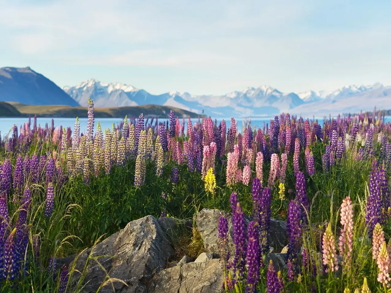 Farbenprächtige Lupinen blühen am Ufer des Lake Tekapo vor der Kulisse der schneebedeckten Südalpen in Neuseeland.