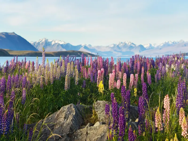 Farbenprächtige Lupinen blühen am Ufer des Lake Tekapo vor der Kulisse der schneebedeckten Südalpen in Neuseeland.