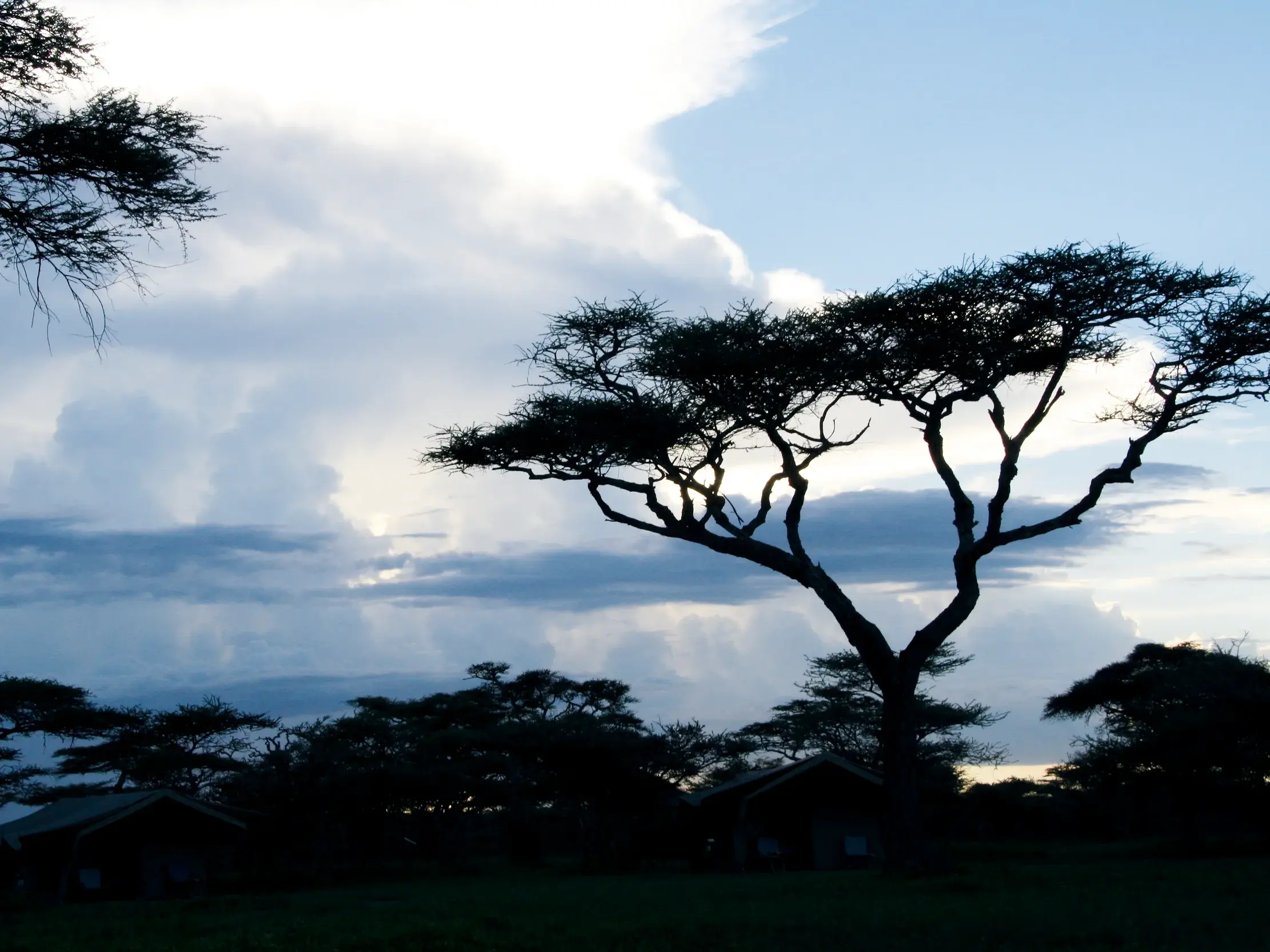 Abenddämmerung über einem Tented Camp in der Serengeti mit den Silhouetten typischer Schirmakazienbäume.