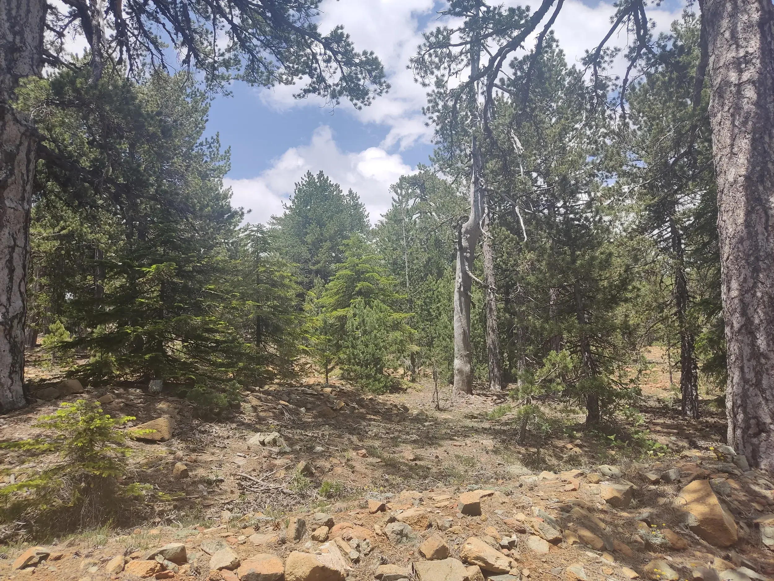 Ein sonniger Wanderweg führt durch einen lichten Wald mit uralten Schwarzkiefern im Troodos-Gebirge auf Zypern.