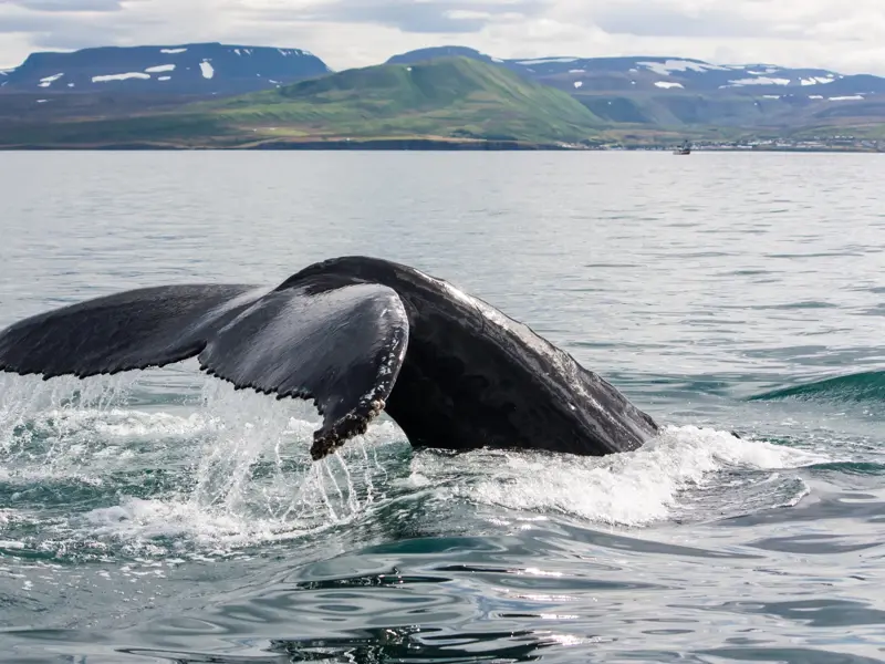 Die mächtige Schwanzflosse eines Buckelwals schlägt auf das Wasser bei einer Walbeobachtungstour.