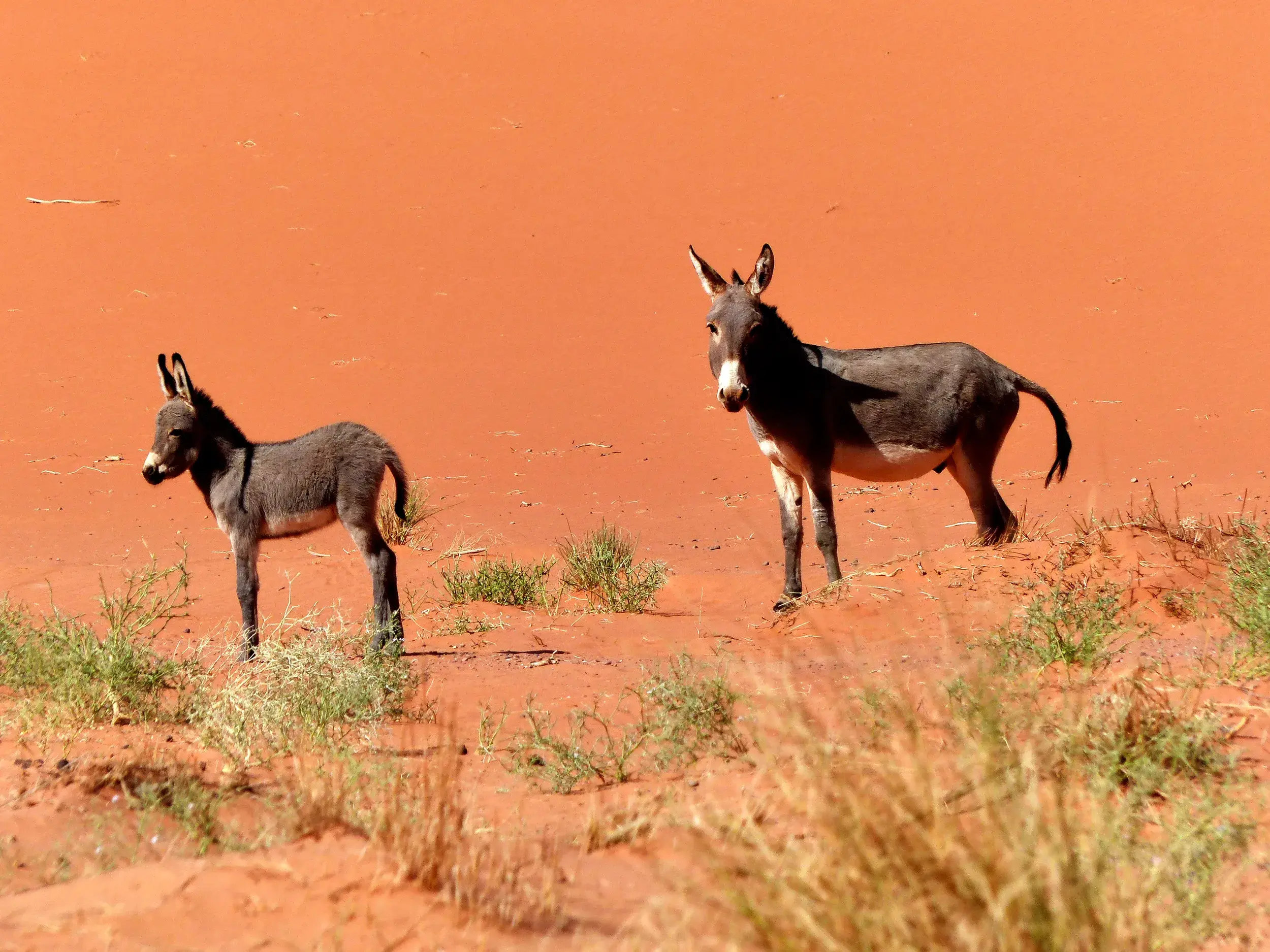 Eine Eselstute und ihr Junges stehen in der weiten, roten Dünenlandschaft des Tadrart-Nationalparks in Algerien.