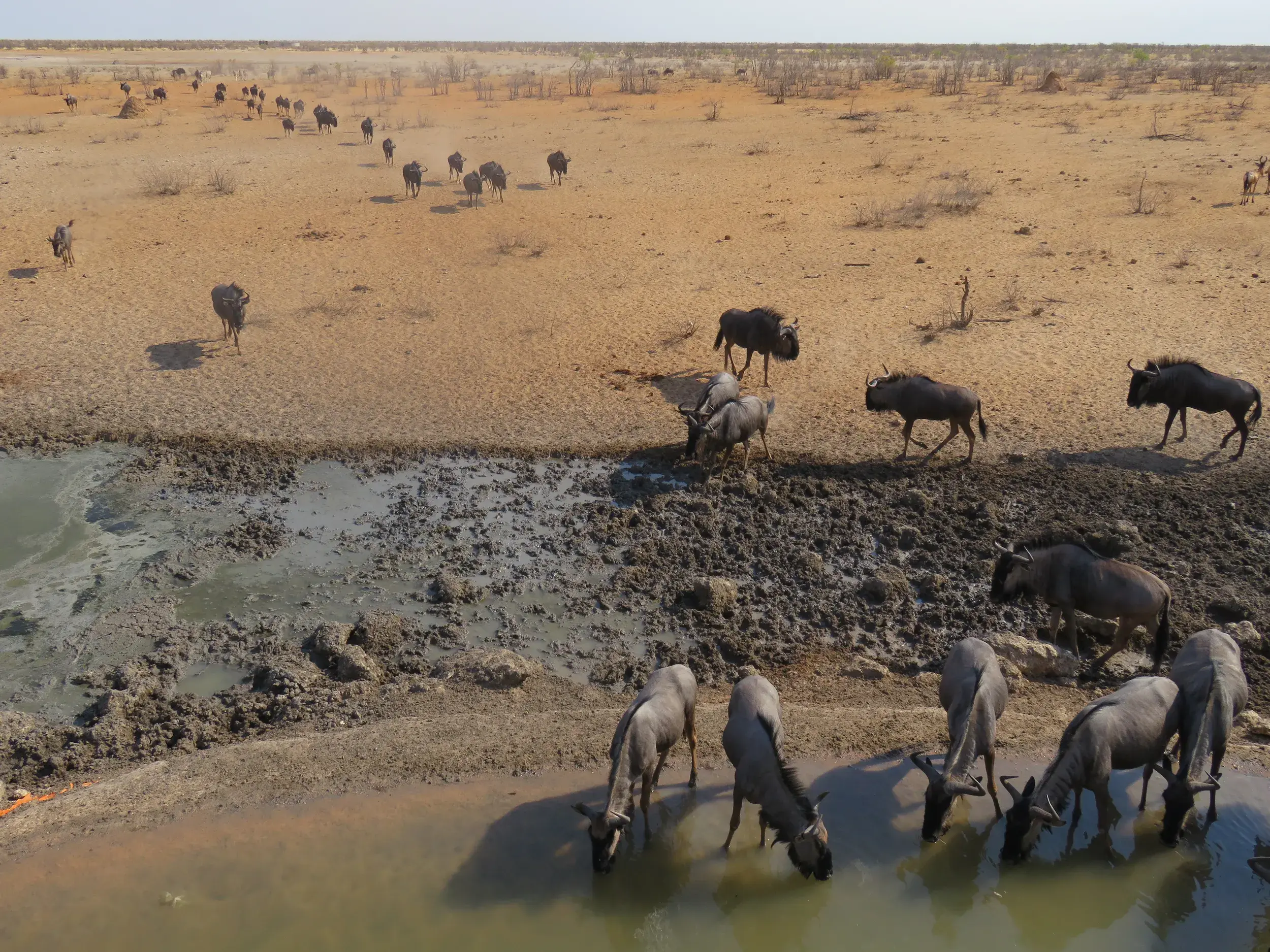 Eine große Herde Gnus trinkt an einem Wasserloch, während weitere Tiere durch die trockene Savannenlandschaft Namibias ziehen.