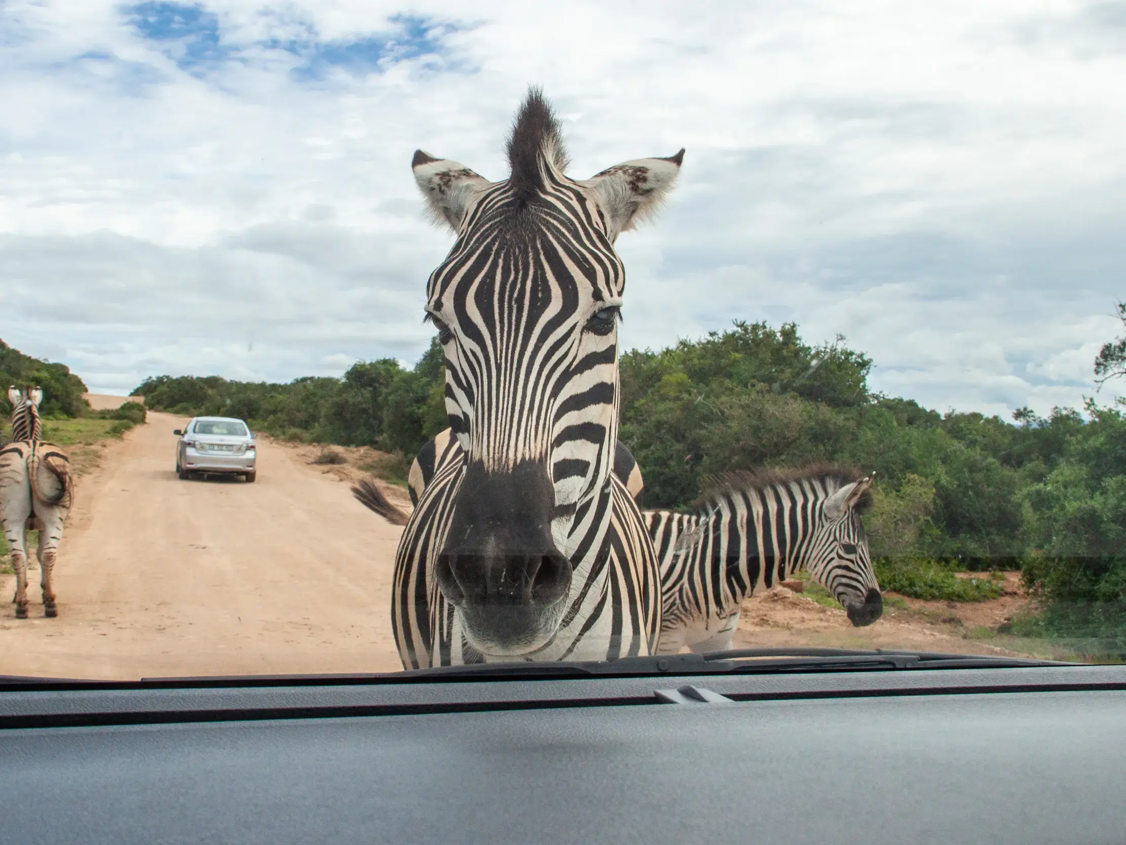 Nahe Begegnung mit einem neugierigen Zebra aus der Fahrerperspektive auf einer Safari im Addo Elephant Nationalpark.