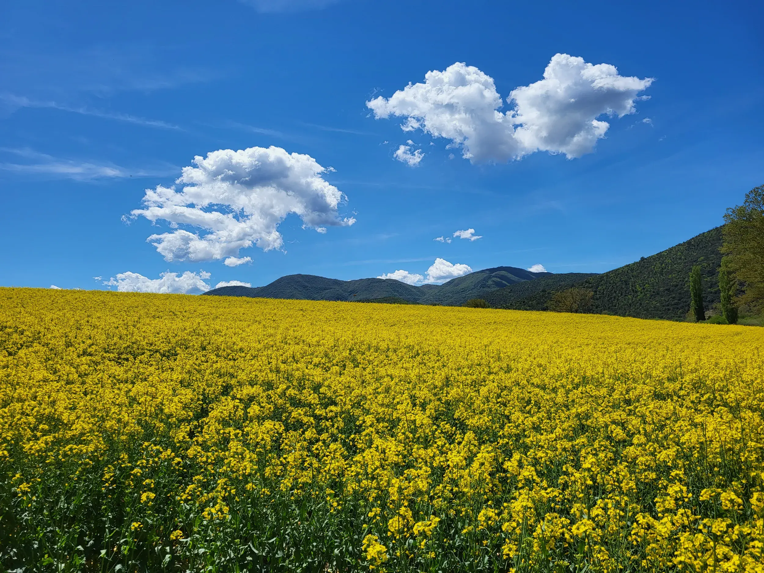 Weites, gelb blühendes Feld in der sanften Hügellandschaft Umbriens mit den Bergen des Apennin am Horizont unter blauem Himmel.