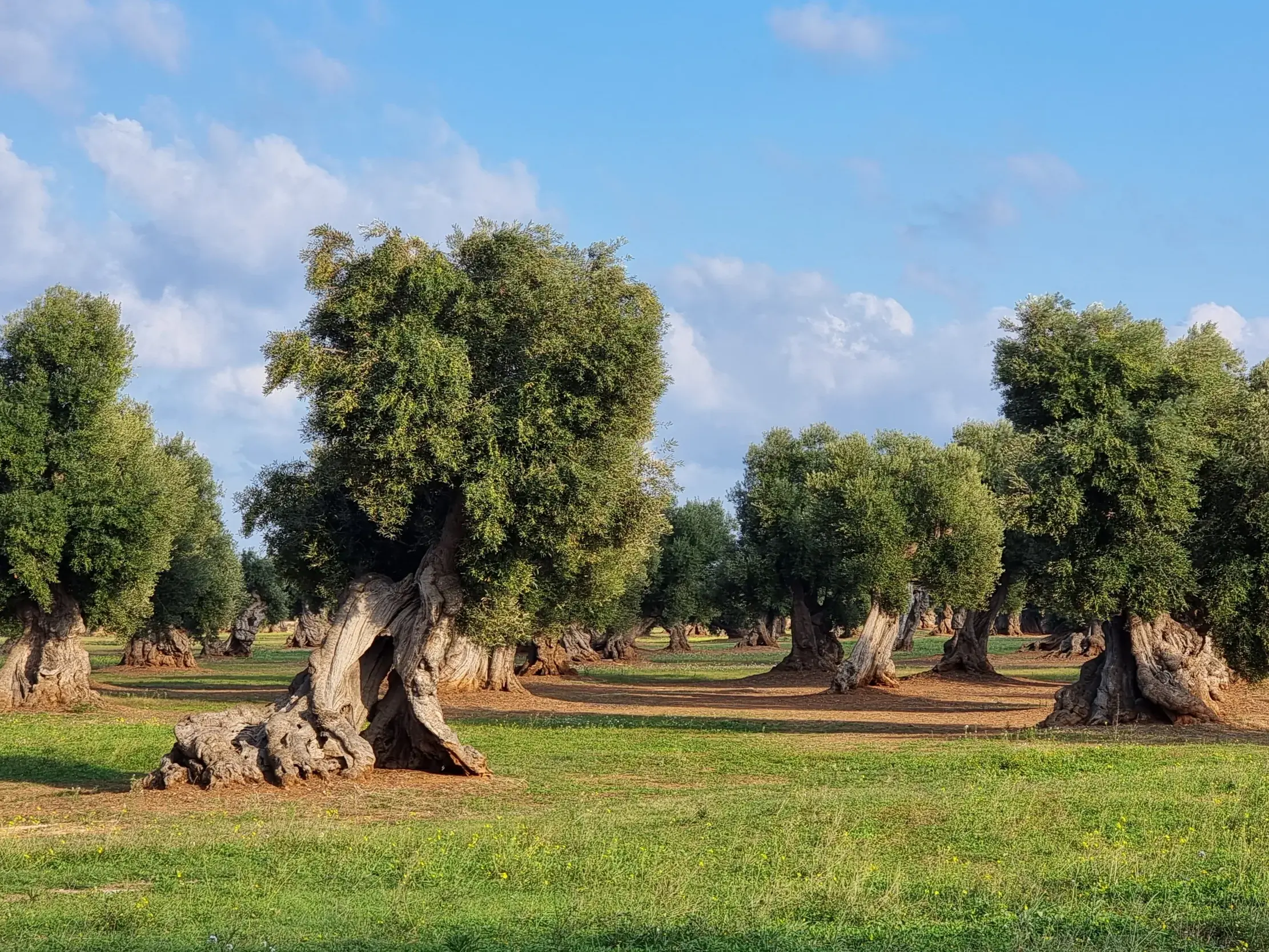 Uralte Olivenbäume mit knorrigen Stämmen stehen auf einer grünen Wiese in einem weitläufigen Olivenhain in Apulien.