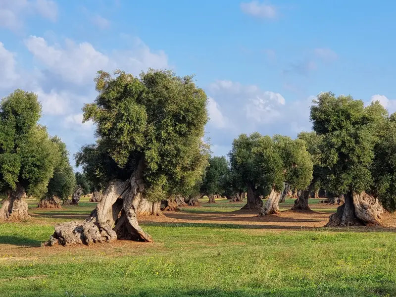 Uralte Olivenbäume mit knorrigen Stämmen stehen auf einer grünen Wiese in einem weitläufigen Olivenhain in Apulien.