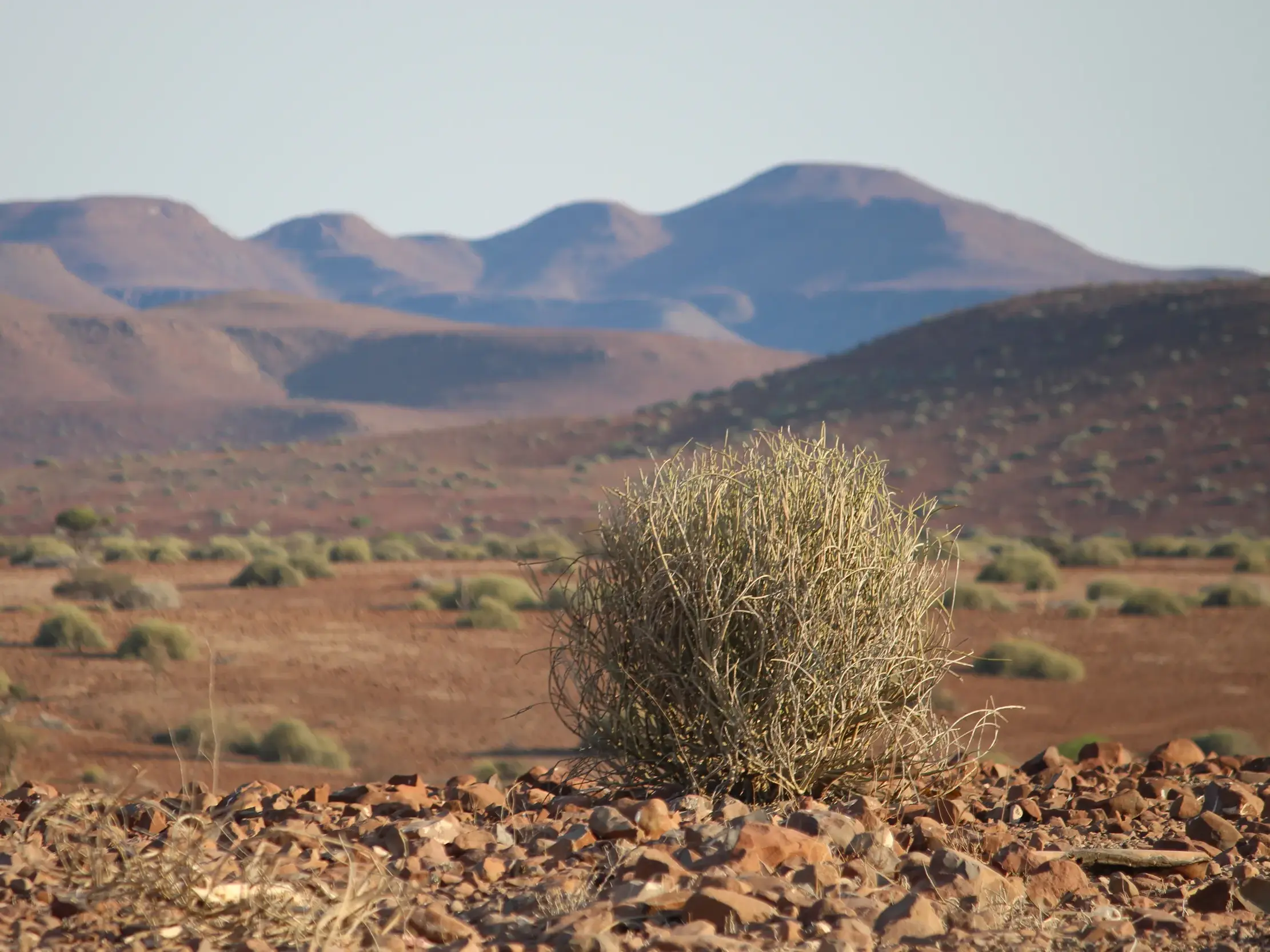 Ein trockener Busch in der steinigen, roten Landschaft der Erongo Berge auf einer Wanderreise durch Namibia.
