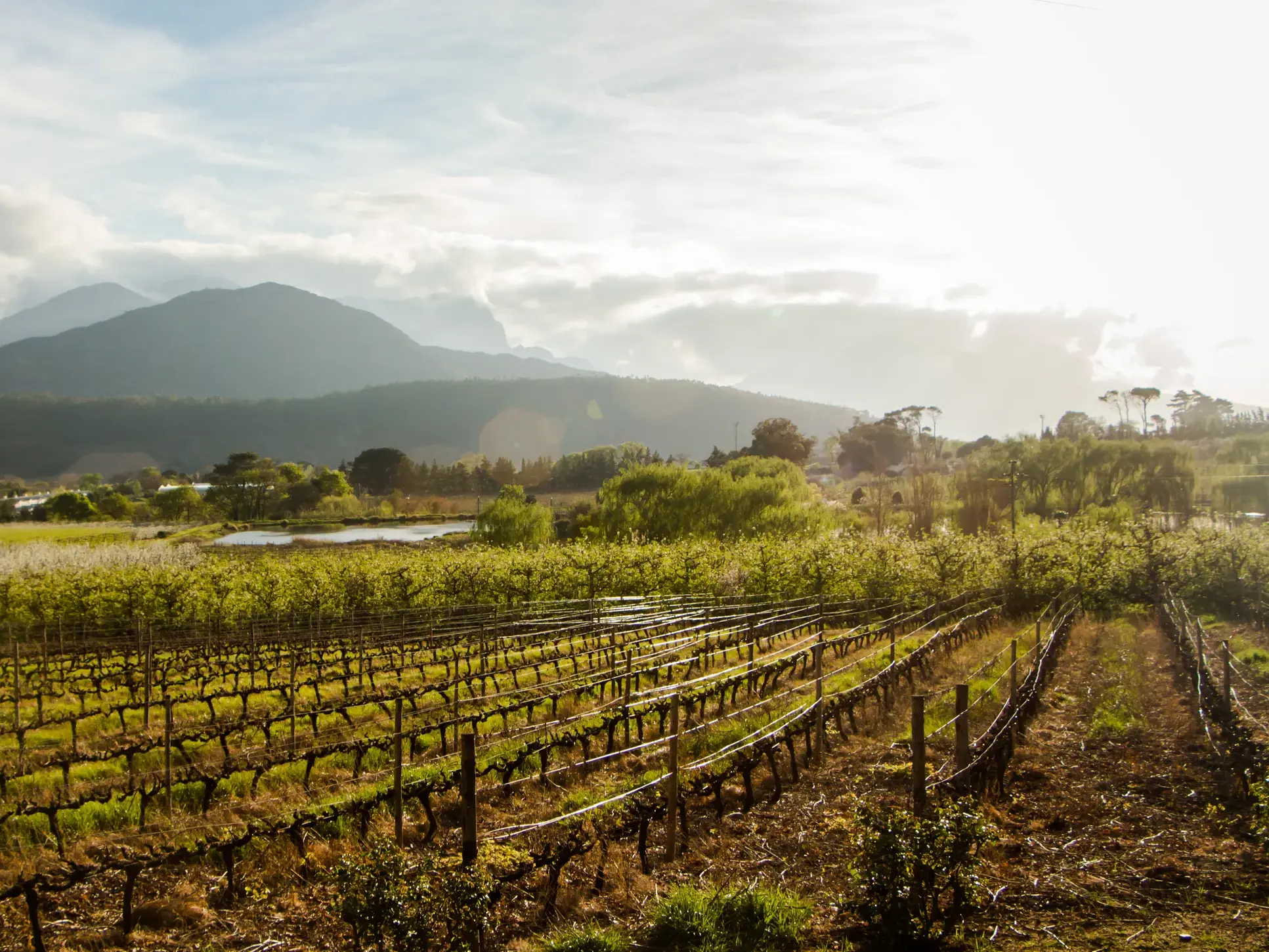 Blick über die Weinberge von Franschhoek in Südafrika bei einer Wanderreise durch die malerische Landschaft der Winelands.