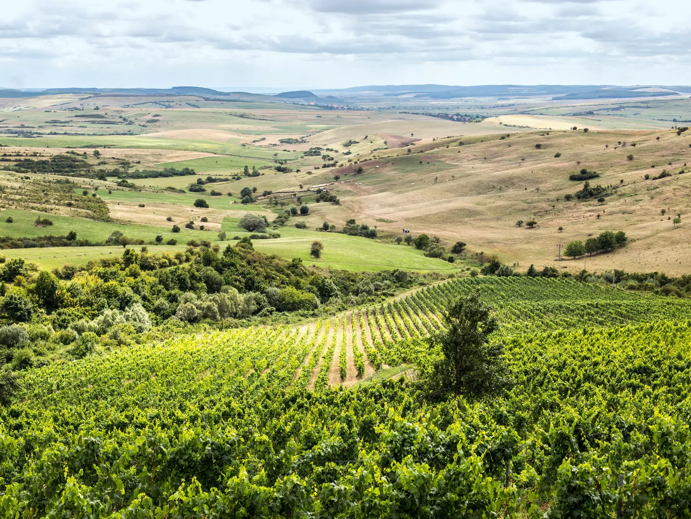 Weite, hügelige Landschaft mit Weinreben in den sanften Hügeln Siebenbürgens in Rumänien unter bewölktem Himmel.