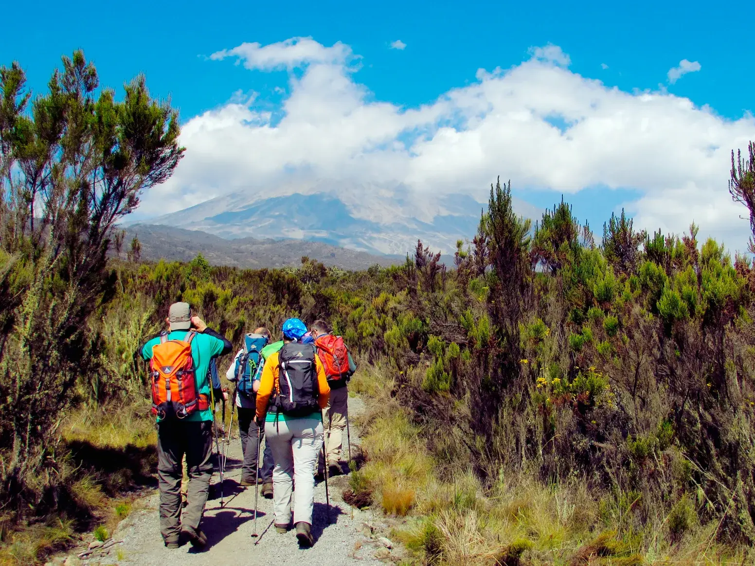 Eine Trekkinggruppe wandert auf einem Pfad durch die Heidelandschaft Tansanias mit Blick auf den Kilimanjaro-Gipfel.