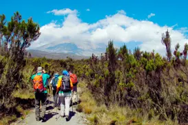 Eine Trekkinggruppe wandert auf einem Pfad durch die Heidelandschaft Tansanias mit Blick auf den Kilimanjaro-Gipfel.