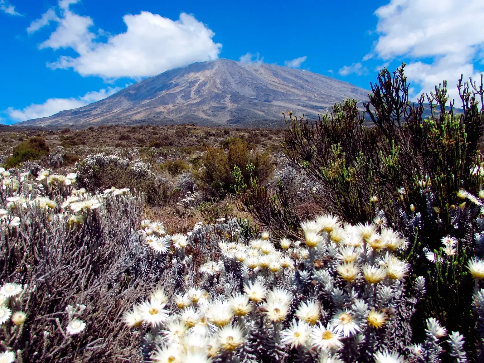 Weiße Kilimanjaro-Strohblumen blühen in der Hochebene vor dem majestätischen Gipfel des Kilimanjaro in Tansania.