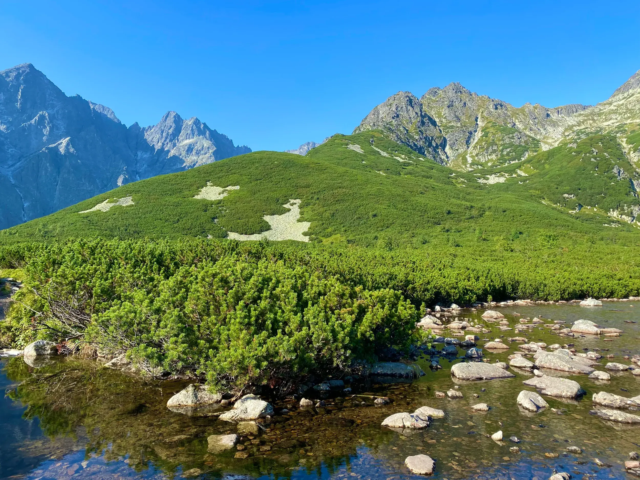 Klarer Bergsee mit Latschenkiefern am Ufer vor den schroffen, sonnigen Gipfeln der Hohen Tatra in Polen.
