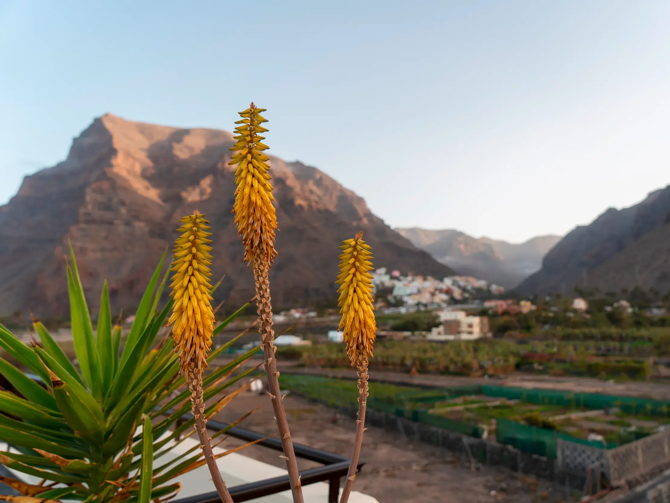 Gelbe Aloe-Vera-Blüten im Vordergrund mit malerischem Blick auf die grüne, von Bergen umgebene Landschaft auf La Gomera.