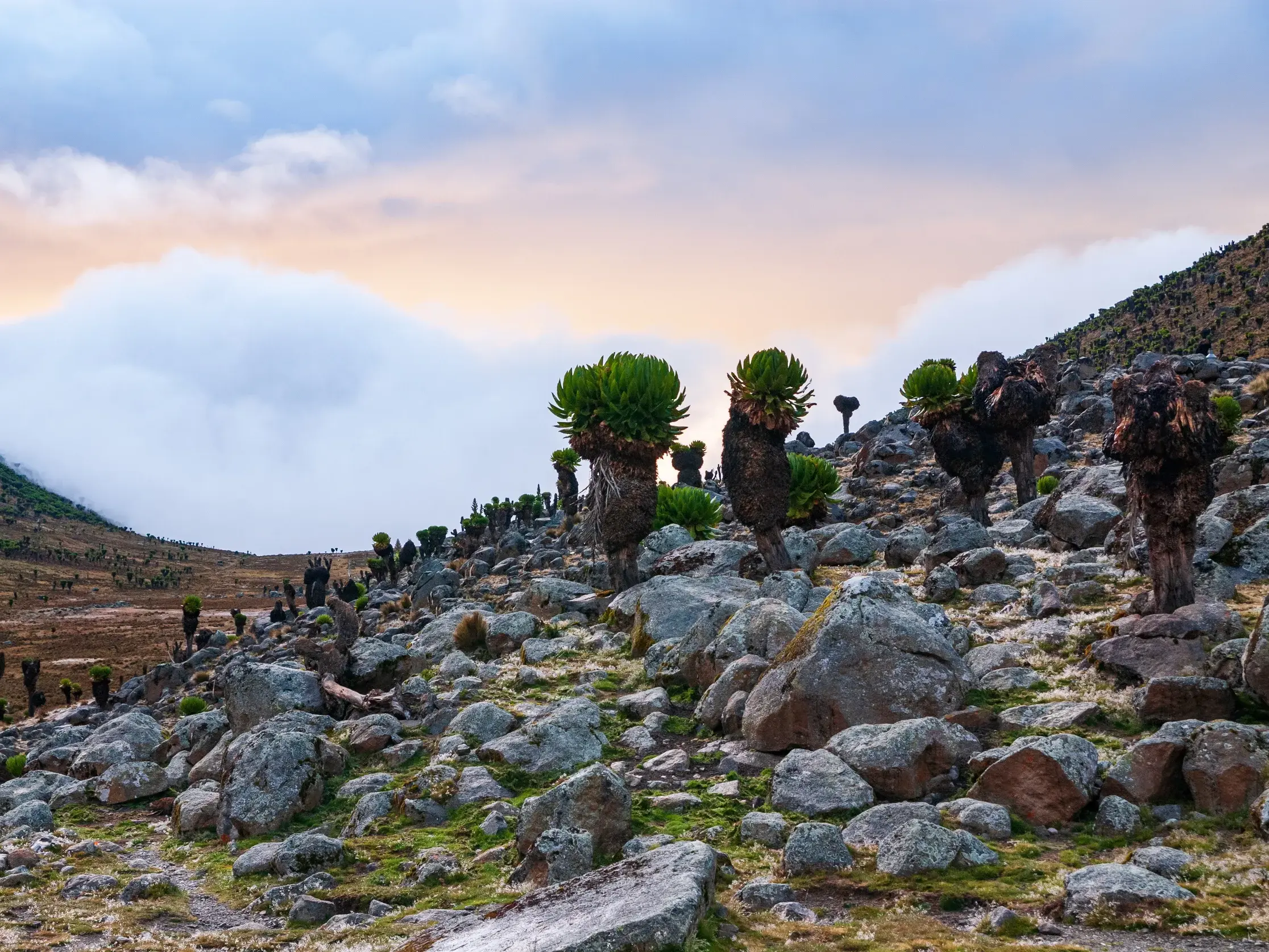 Steiniger Pfad vorbei an riesigen Senezien auf einem wolkenverhangenen Berghang während eines Trekkings am Mount Kenya in Kenia.