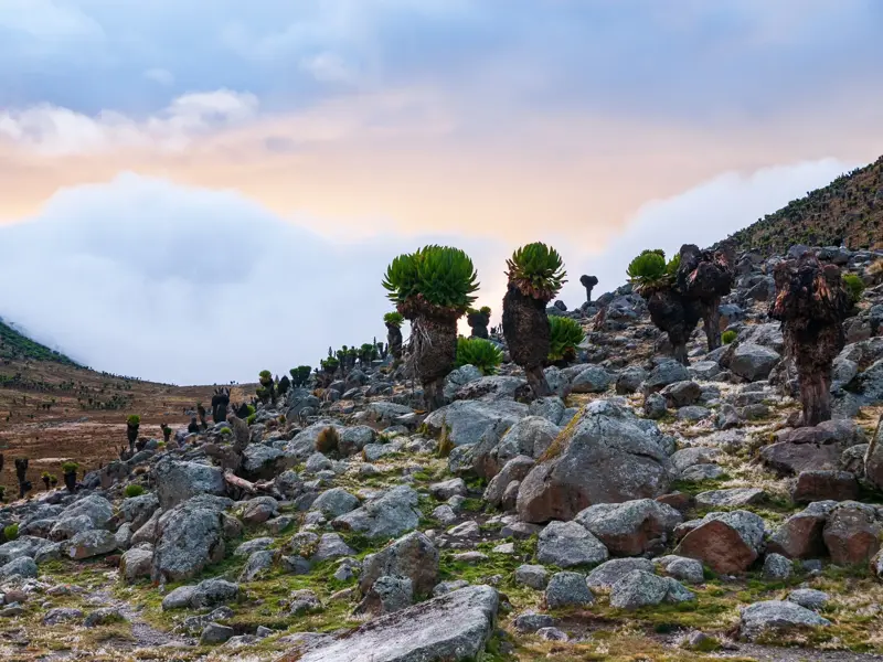 Steiniger Pfad vorbei an riesigen Senezien auf einem wolkenverhangenen Berghang während eines Trekkings am Mount Kenya in Kenia.