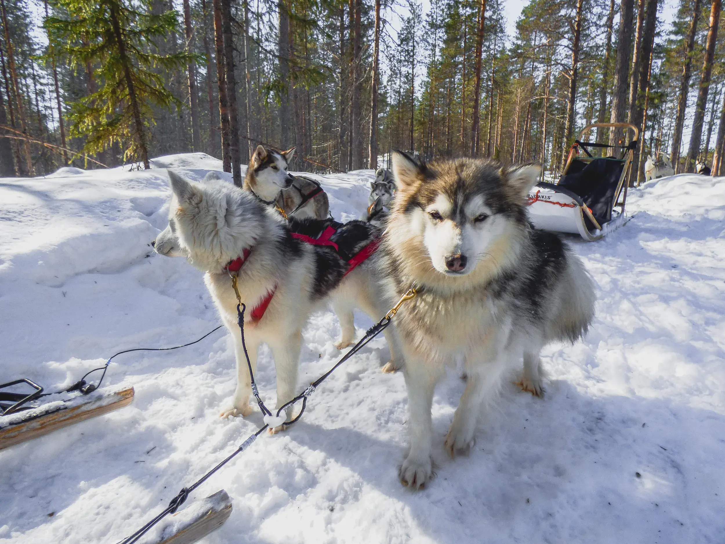 Ein Huskygespann wartet startklar im Schnee vor einem Schlitten in der winterlichen Waldlandschaft von Koillismaa, Finnland.