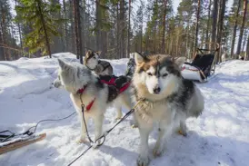 Ein Huskygespann wartet startklar im Schnee vor einem Schlitten in der winterlichen Waldlandschaft von Koillismaa, Finnland.