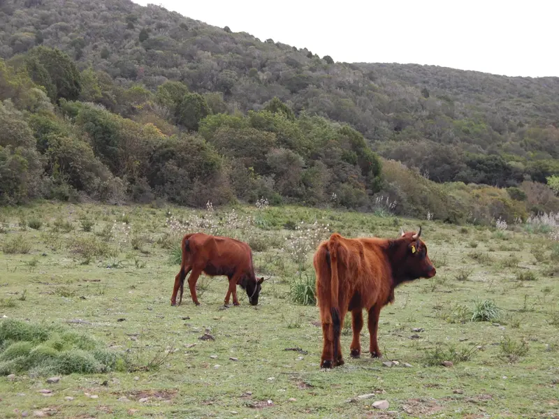 Zwei Kühe weiden auf einer Wiese im authentischen Süden Sardiniens während einer Wanderreise durch die Macchia-Landschaft.