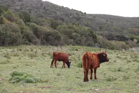 Zwei Kühe weiden auf einer Wiese im authentischen Süden Sardiniens während einer Wanderreise durch die Macchia-Landschaft.