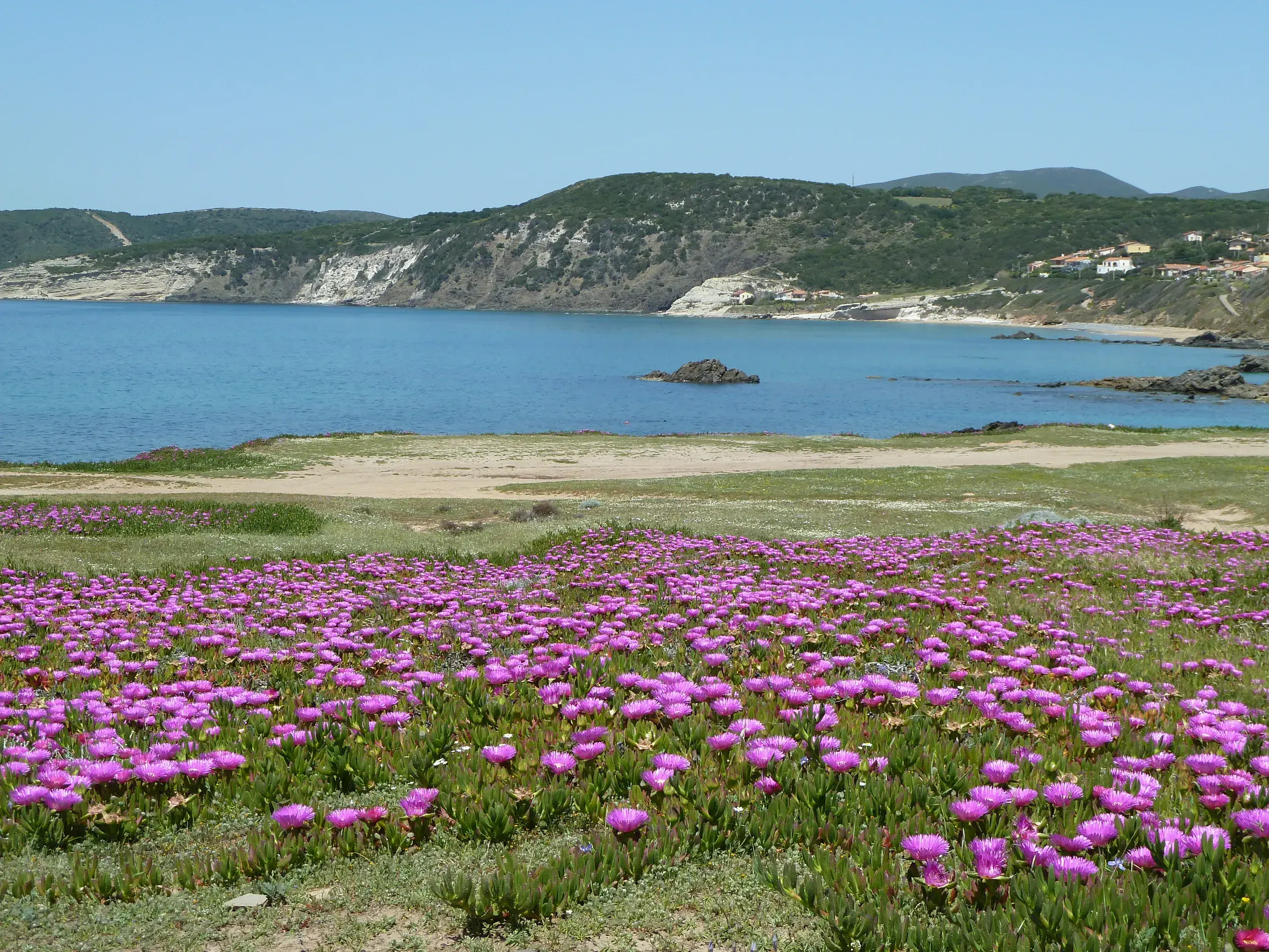 Blumenwiese mit pinken Mittagsblumen an einer türkisblauen Bucht während einer Küstenwanderung auf Sardinien.