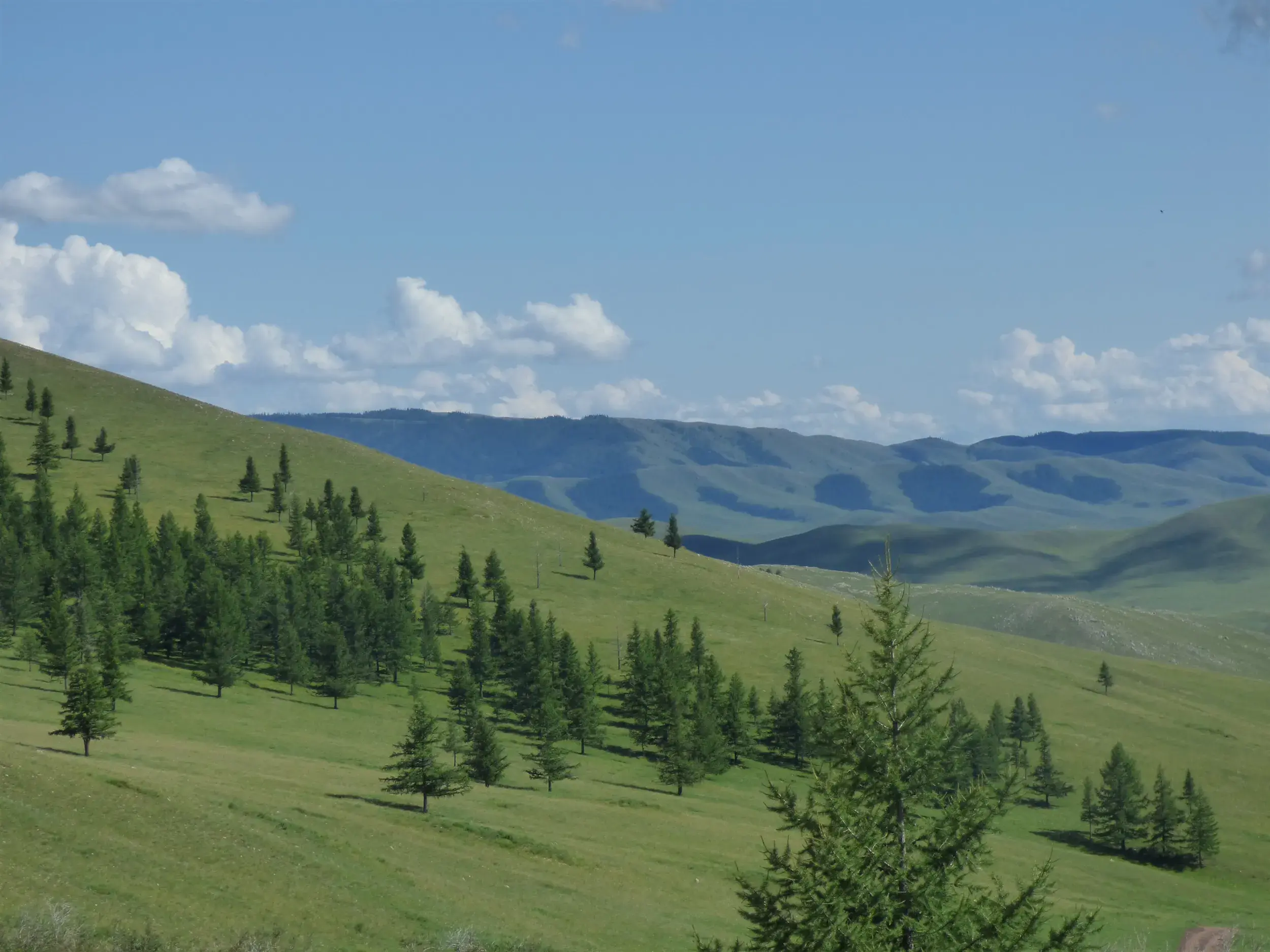 Sanft geschwungene, grüne Hügel mit vereinzelten Lärchen im Khan Khentii-Nationalpark während einer Trekkingtour in der Mongolei.