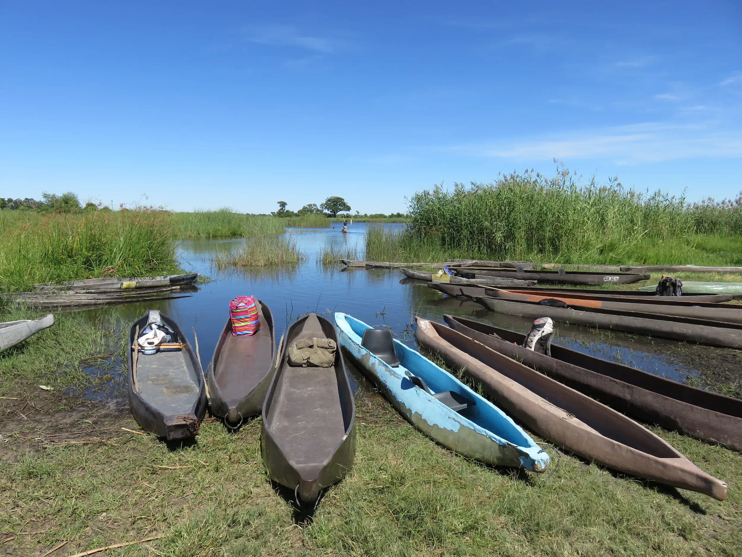 Traditionelle Mokoro-Einbäume liegen am Ufer des Okavango River im hohen Schilf für eine Bootsfahrt bereit.
