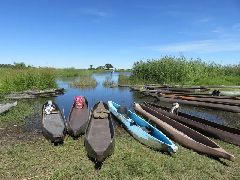 Traditionelle Mokoro-Einbäume liegen am Ufer des Okavango River im hohen Schilf für eine Bootsfahrt bereit.