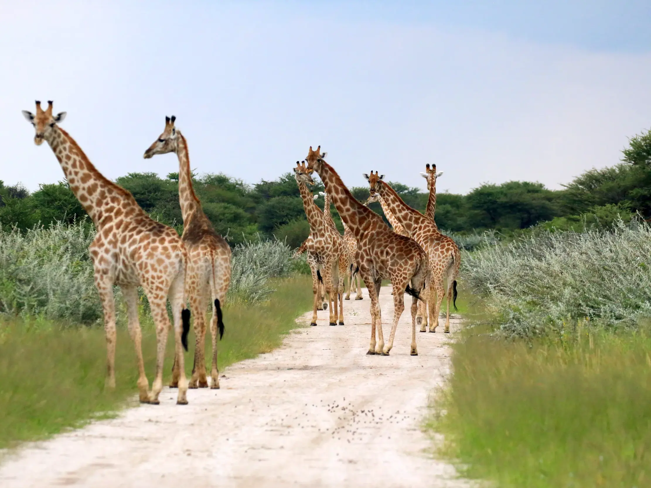 Begegnung mit einer Giraffenherde auf einer Sandpiste während einer Safari im Etoscha-Nationalpark in Namibia.