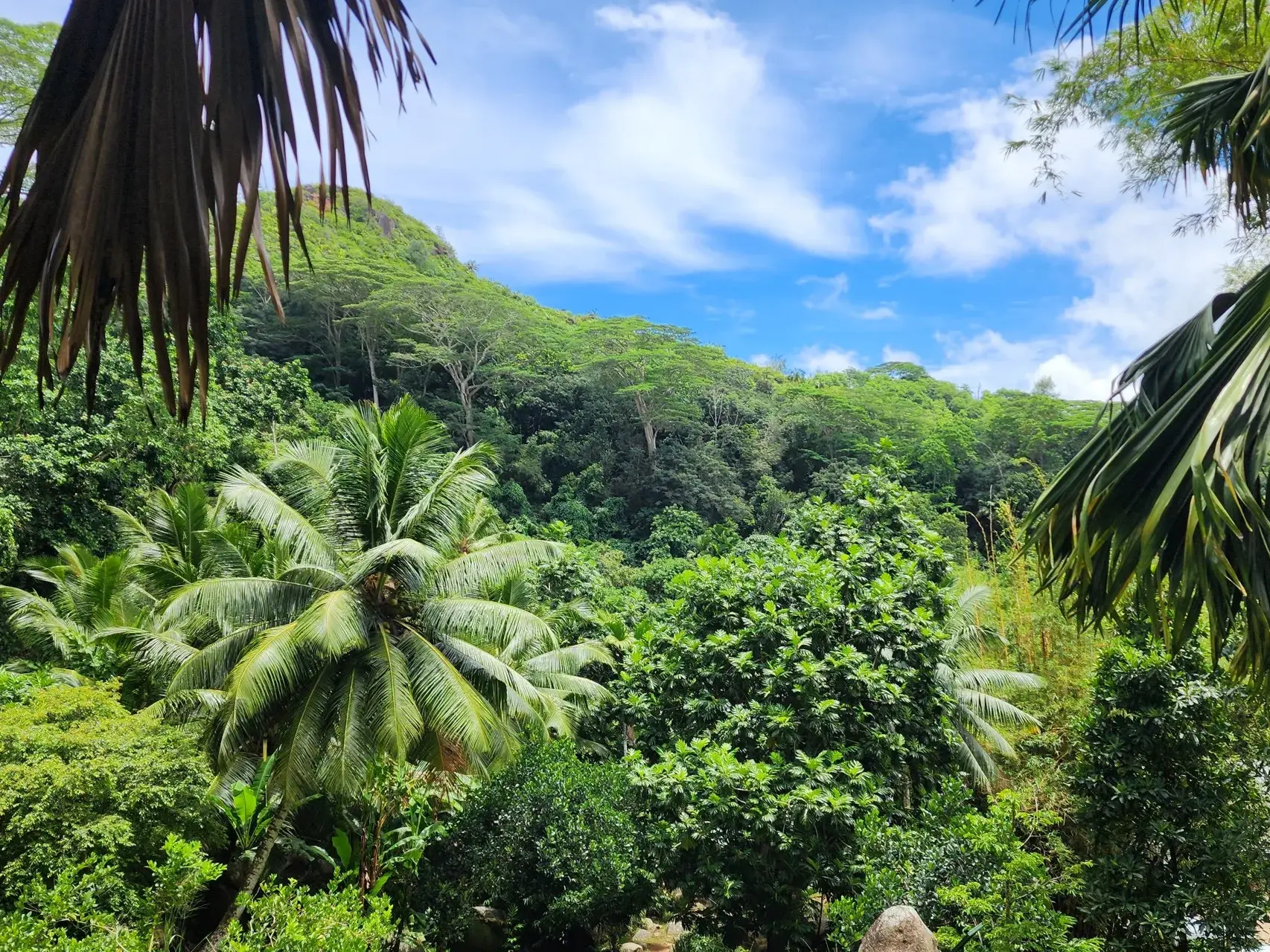 Blick durch Palmwedel auf die saftig grüne Hügellandschaft des tropischen Regenwaldes auf den Seychellen bei blauem Himmel.