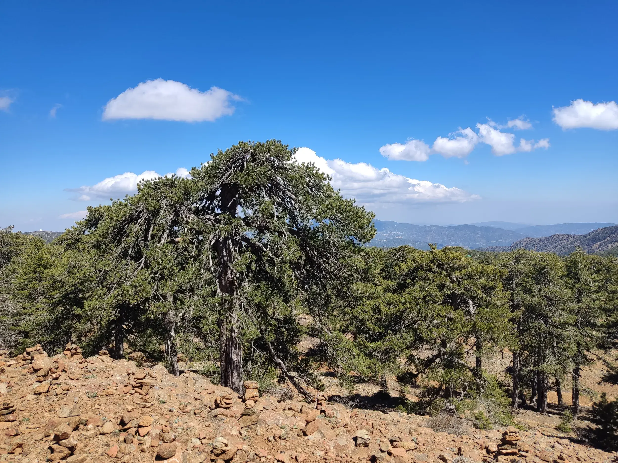 Uralte Schwarzkiefer auf einer Wanderung im Troodos-Gebirge auf Zypern, mit Weitblick über die bewaldete Berglandschaft.