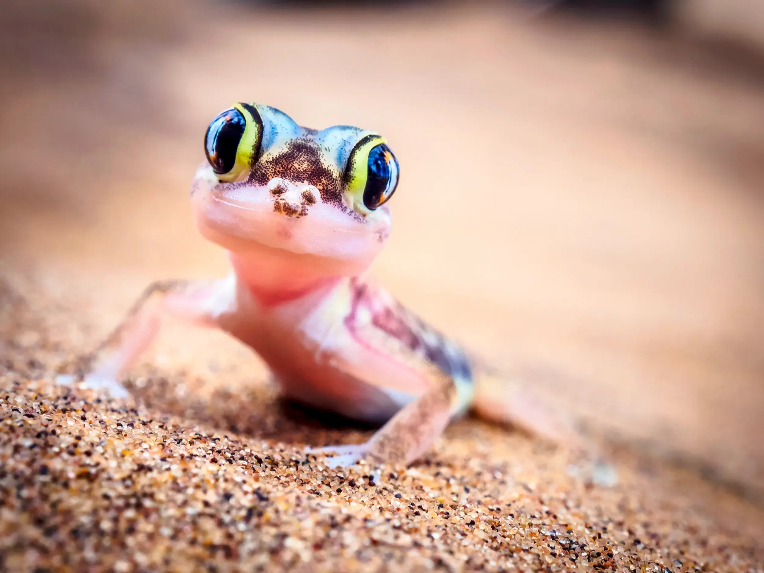 Ein Namib-Sandgecko sitzt im Sand der Namib-Wüste und blickt mit großen Augen frontal.