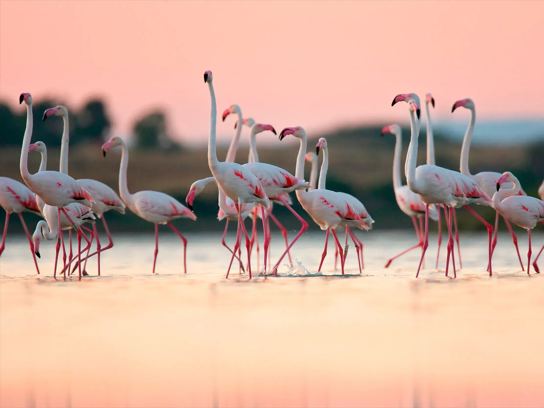 Eine Schar rosafarbener Flamingos watet bei Sonnenuntergang durch das seichte Wasser einer Lagune auf Sardinien.