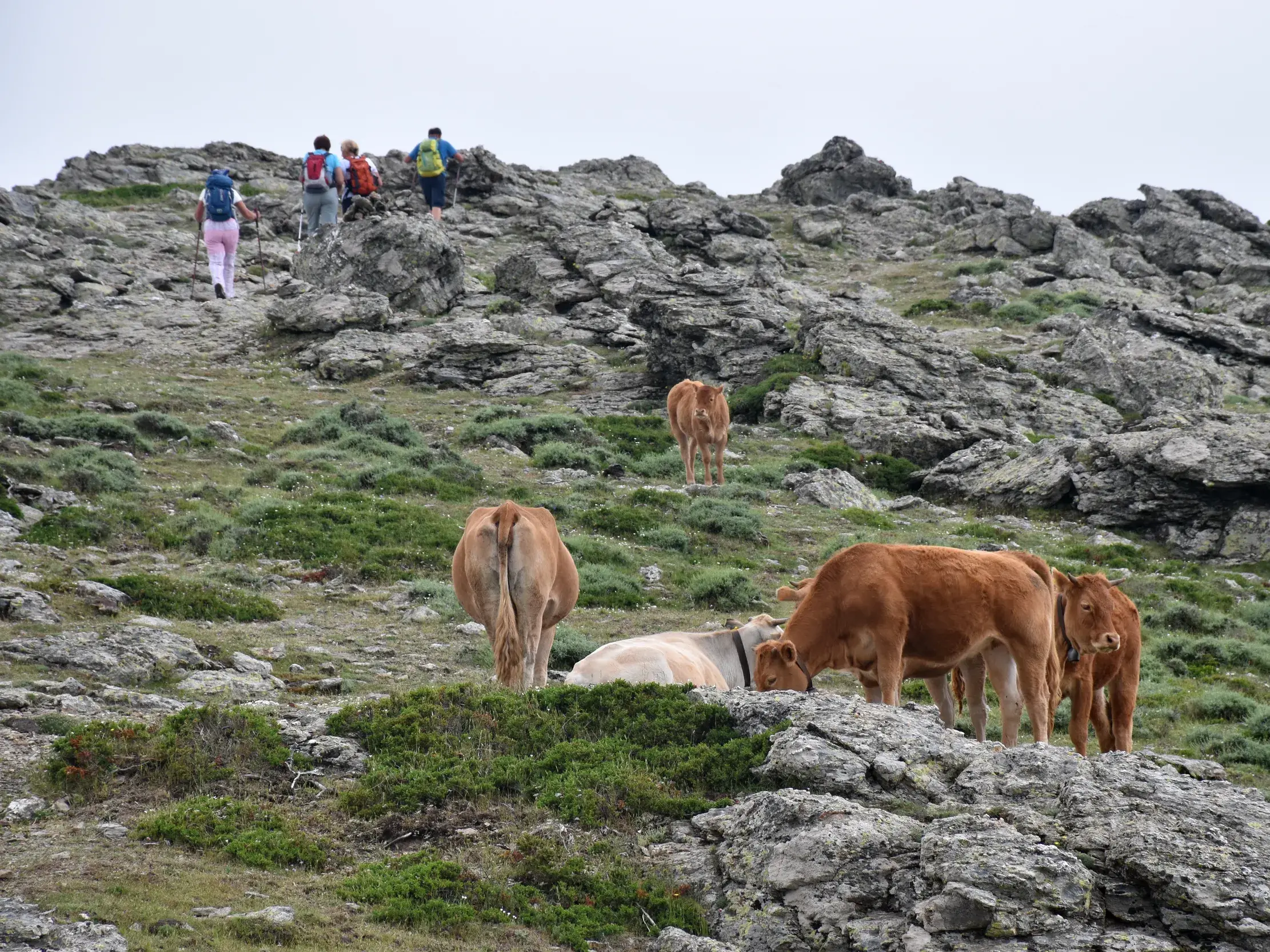 Eine Rinderherde grast in der kargen Felsenlandschaft Sardiniens, während eine Wandergruppe im Hintergrund den Berg erklimmt.